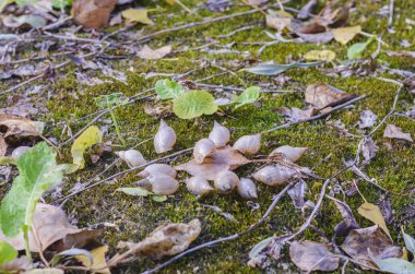 Kurumuş gölün dibindeki ölü bir salyangozun kabuğu düşen yaprakların arka planında.