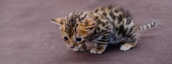 Little Bengal Kitten Takes Its First Steps — Stock Photo, Image