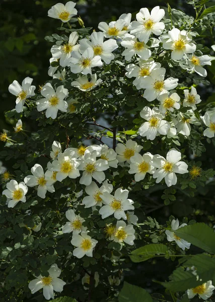 White Yellow Wild Rose Hips Flowers Green Background Spring Primrose — Stock Photo, Image