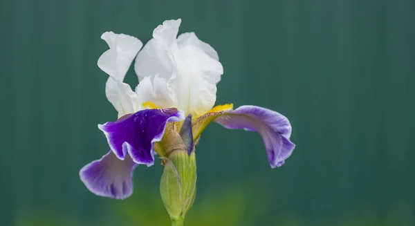 white-purple iris flower on a green background. spring flowers in all its glory.