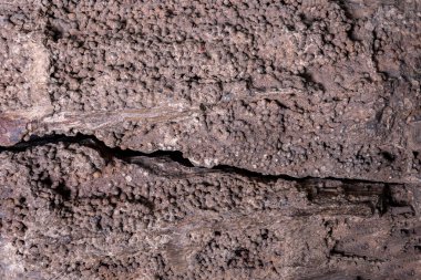 Taşlaşmış ahşabın dokusu interritik dolgulardan. Kordait sınıfından nadir bulunan bir dadoxilon türü.