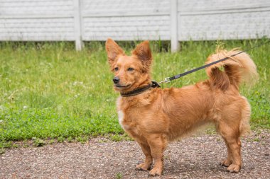 Bilinmeyen cins kırmızı köpek, ıslak asfalt ve yeşil çimlerde sabah yürüyüşüne çıkar..      