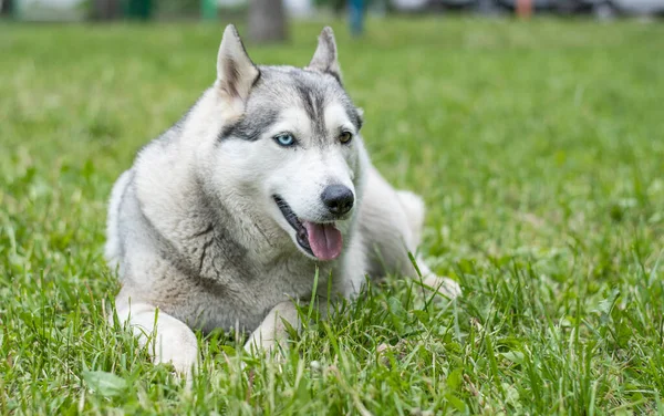 Ung Husky Hund Med Flerfärgade Ögon Blå Och Brun Ligger — Stockfoto