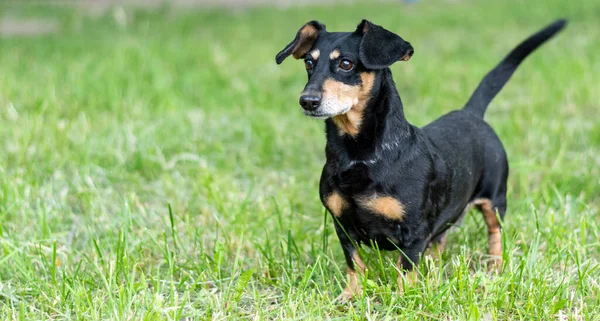 Cane Bassotto Nero Cammina Campo Verde Aspetto Espressivo — Foto Stock