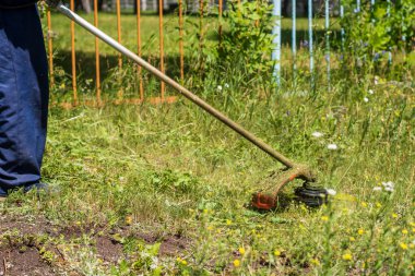 Bir iskan işçisi (çim biçme makinesi) çimleri uzun otları biçmek için gaz makası ile biçer..
