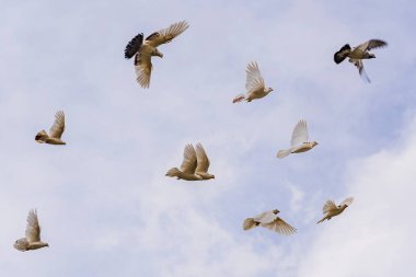 Beyaz dekoratif güvercinler bulutlu bir yaz gökyüzüne doğru uçuyor. Güvercinlerin kıyısı.