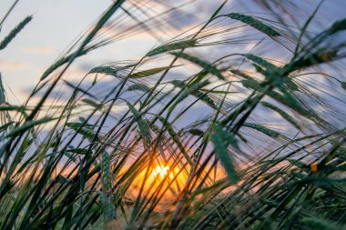 Mavi gökyüzünün arka planına ve batan güneşe yakın yeşil buğday başakları. Buğday tarlasında gün batımı