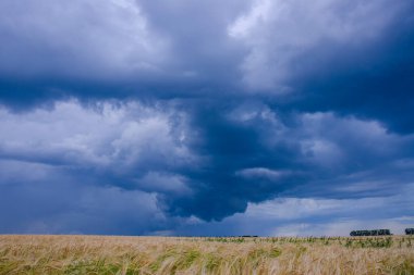 Sarı buğday tarlasında bulutlu ve fırtınalı bir gökyüzü