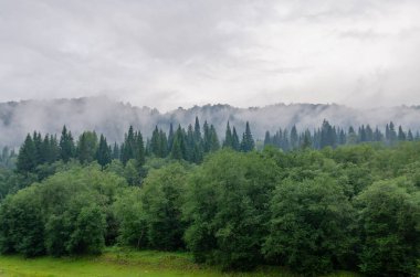 Sabah sisi, dağlardaki yeşil ağaçların üzerinde duman.
