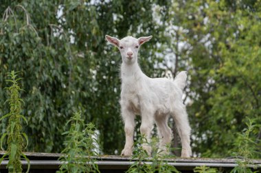 Beyaz bir çocuk ek binanın çatısında dikiliyor ve yeşil arka plana bakıyor.