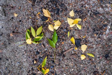 Ağaçlardan dökülen sarı ve yeşil yapraklar beton yüzeyde yatıyor.