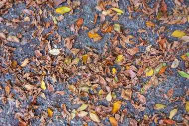 Ağaçlardan dökülen sarı yapraklar beton bir yüzeyde yatıyor.