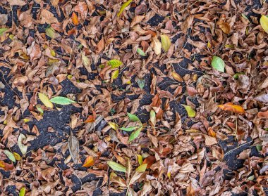 Ağaçlardan dökülen yapraklar kara zeminde yatıyor.
