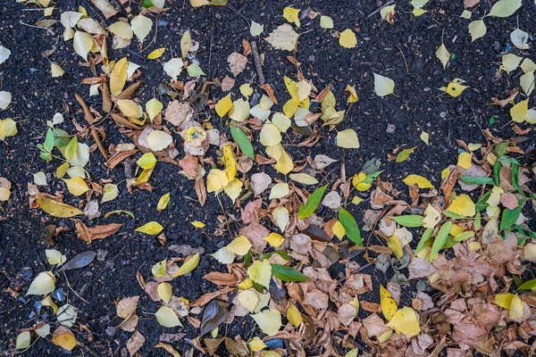 Hojas Amarillas Caídas Los Árboles Yacen Suelo Entre Hierba Verde —  Fotos de Stock