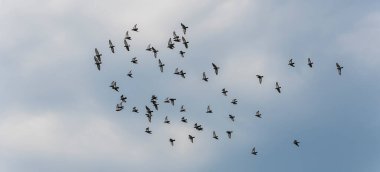 Mavi bulutlu yaz gökyüzünde uçan bir kumru sürüsü.