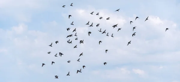 A flock of wild blue doves flying against the blue cloudy summer sky