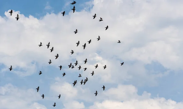 A flock of wild blue doves flying against the blue cloudy summer sky