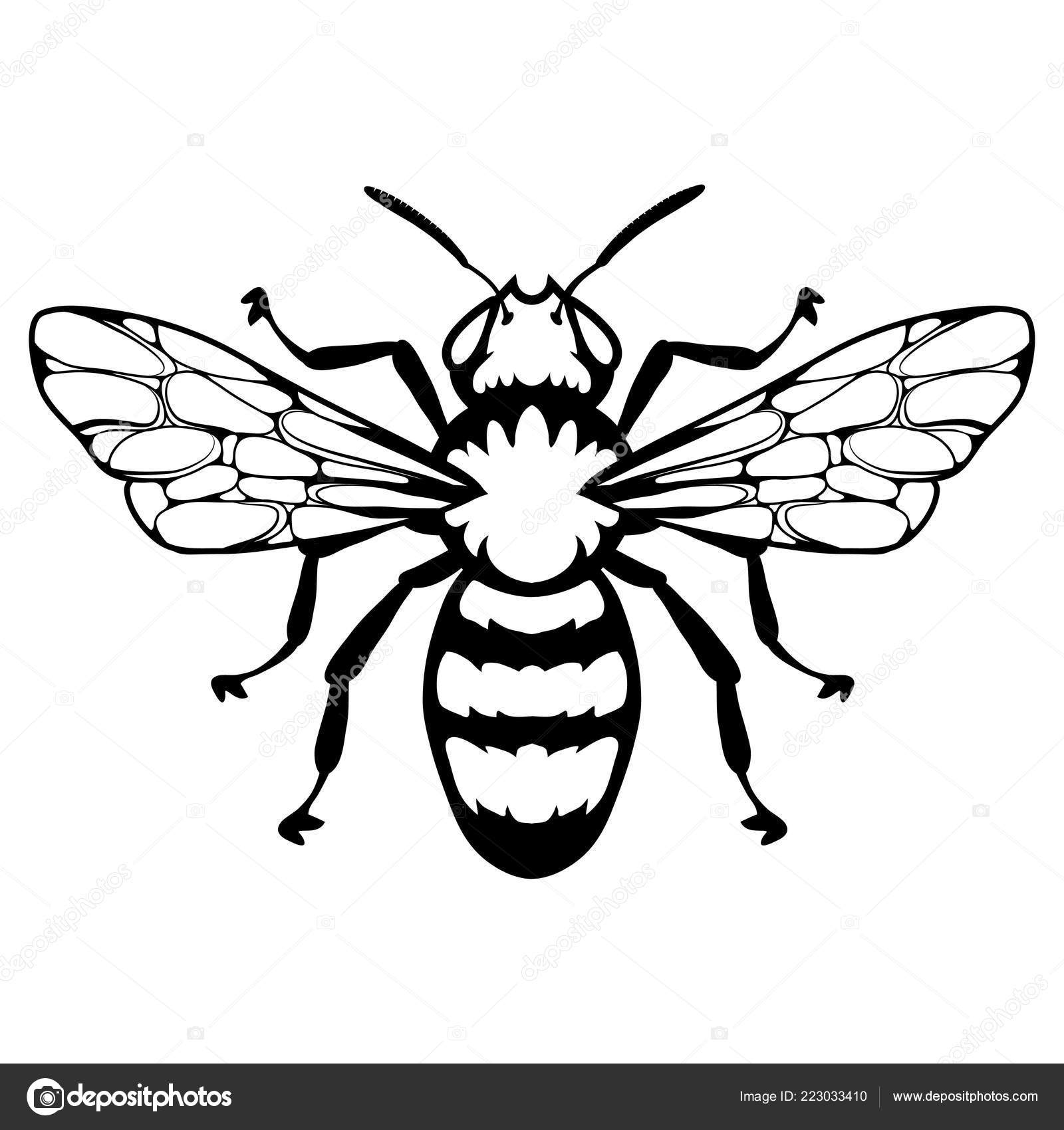 Sketch Bee Logo Bee Logo Honey Bee White Background Hand Drawn