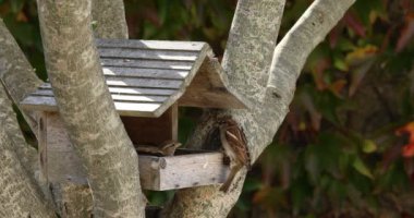 Küçük serçeler ahşap bir kulübede tohum yemek için mücadele