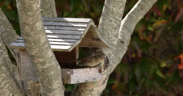 小さなスズメが木製の小屋で種を食べている — ストック動画