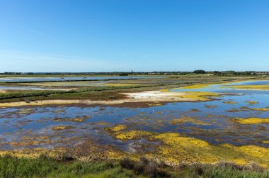 Baharda L 'le-d' Olonne bataklıkları (Vendee, Fransa)
