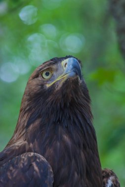 Derin ormana bir ağacın üzerinde kartal