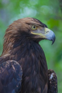 Derin ormana bir ağacın üzerinde kartal