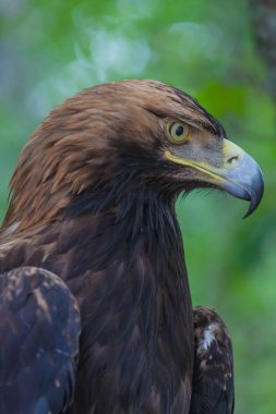 Derin ormana bir ağacın üzerinde kartal