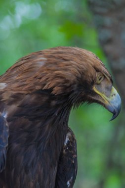 Derin ormana bir ağacın üzerinde kartal