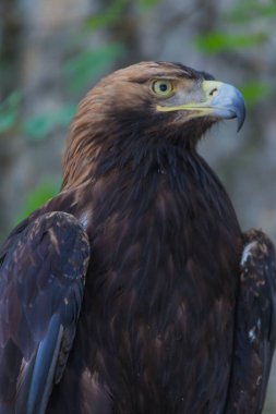 Derin ormana bir ağacın üzerinde kartal