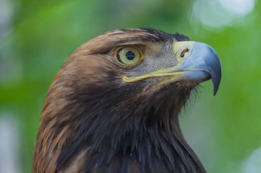Ormandaki bir ağaç üzerinde kartal