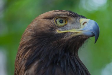 Ormandaki bir ağaç üzerinde kartal