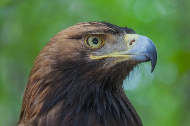 Ormandaki bir ağaç üzerinde kartal