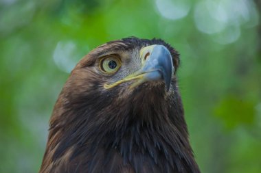 Ormandaki bir ağaç üzerinde kartal