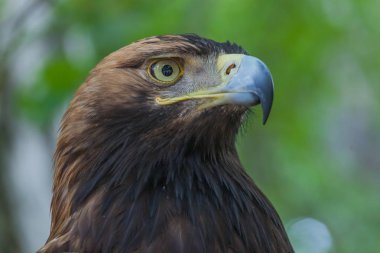 Ormandaki bir ağaç üzerinde kartal