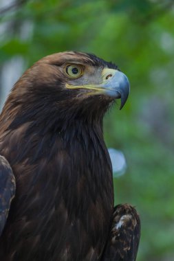 Ormandaki bir ağaç üzerinde kartal