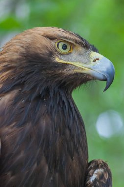Ormandaki bir ağaç üzerinde kartal