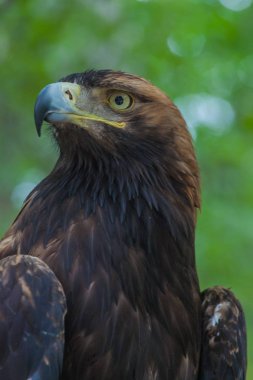 Ormandaki bir ağaç üzerinde kartal