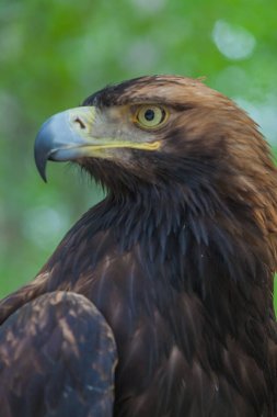 Ormandaki bir ağaç üzerinde kartal