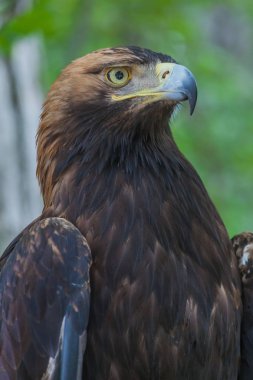 Ormandaki bir ağaç üzerinde kartal