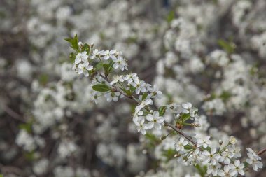 Beyaz çiçeklerle çiçek açan meyve ağaçları