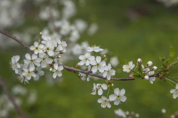 Blossoming Fruit Trees White Flowers — 스톡 사진