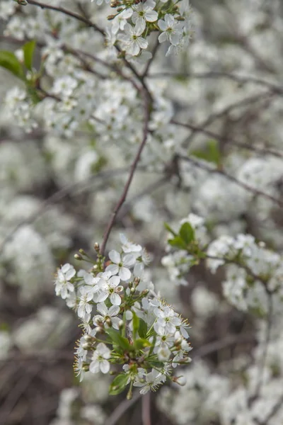 Ανθισμένα Οπωροφόρα Δέντρα Λευκά Άνθη — Φωτογραφία Αρχείου