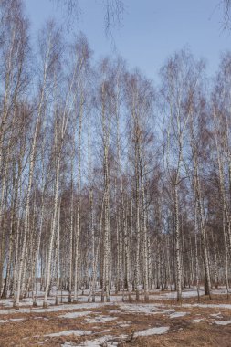 İlkbaharın başlarında Birch Grove