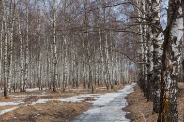 İlkbaharın başlarında Birch Grove