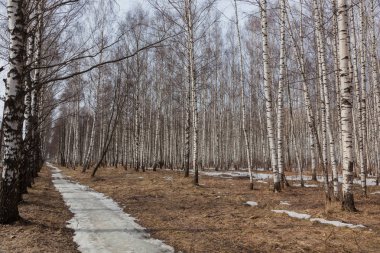 İlkbaharın başlarında Birch Grove