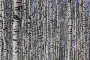 İlkbaharın başlarında Birch Grove
