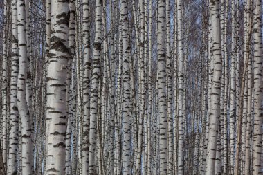 İlkbaharın başlarında Birch Grove