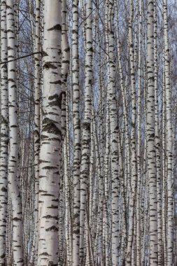 İlkbaharın başlarında Birch Grove