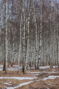 İlkbaharın başlarında Birch Grove